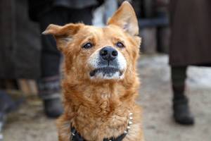 Portrait eines hellbraunen Hundes mit treuem Blick und einem hängenden Ohr