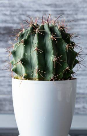 Potted plant of Ferocactus in the white pot (Flip 2019)