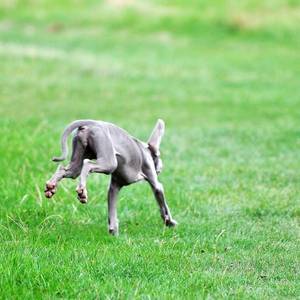 Puppy dog runs and jumps happy on a green meadow