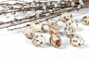 Quail eggs with willow branches. Easter background