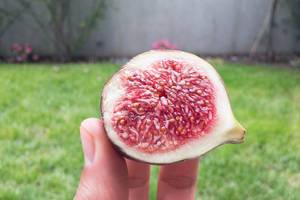 Querschnitt einer Feige: Fruchtfleisch und Samen