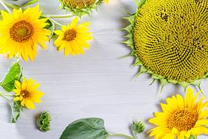 Rahmen mit blühenden und strahlenden Sonnenblumen in verschiedenen Größen, auf weißem Holzhintergrund