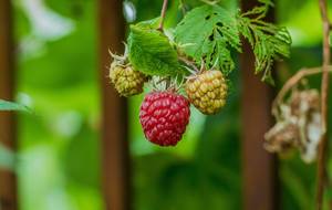 Raspberries in nature