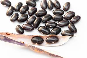 Raw black beans on white background