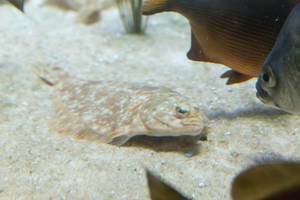 Rechtsaugen-Flunder (Isopsetta isolepis) im Shedd Aquarium