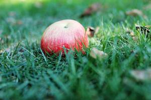 Red apple on the grass, autumn crop (Flip 2019)