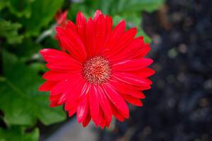 Red Daisy Close-up