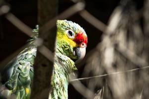 Red-lored amazon parrot face
