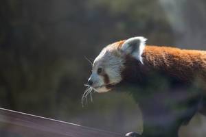Red panda - Ailurus fulgens