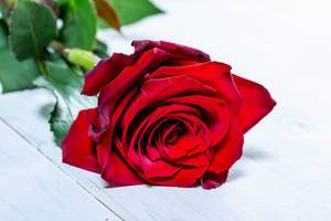 Red rose on white wooden table