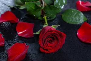 Red rose with petals and drops