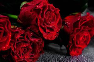 Red roses with water drops on petals on black background