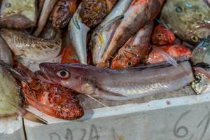 Red scorpionfishes, hake and other fishes on fish market