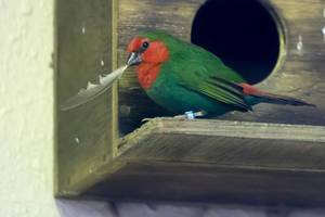 Red-throated Parrot - finch