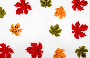 Red, Yellow and Green Maple Leaf
