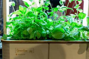 Reife Basilikumblätter unter Pflanzenlicht in der umweltfreundliche und kompostierbaren Verpackung GreenBox
