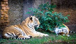 Resting tigers
