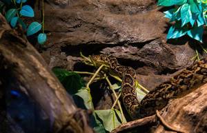 Reticulated python in Tropicarium Budapest