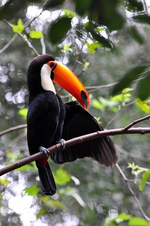 Riesentukan im Vogelpark Parque das Aves in Brasilien