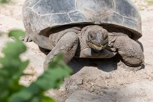 Riesige Landschildkröte sonnt sich beim Essen auf steinigem Boden