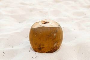 Ripe coconut at the sand  Flip 2019