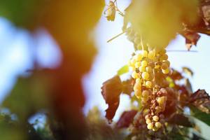 Ripe grapes in the vineyard, autumn crop