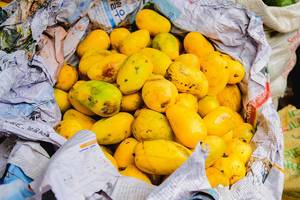 Ripe mangoes wrapped in newspaper
