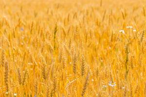 Ripe wheat ears in the field (Flip 2019)