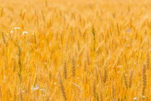 Ripe wheat ears in the field