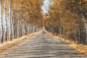 Road with autumn landscape of trees and yellow leaves