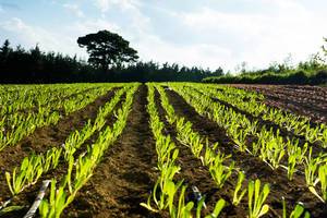 Roman lettuce plantation  Flip 2019