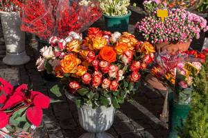 Rosen in einem Gefäß auf dem Markt in ROm