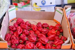 Rote Chilishoten Paprika rund in Gemüsekiste am Timeout Market in Lissabon