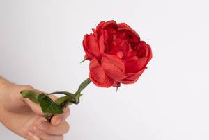Rote Rose in einer Hand
