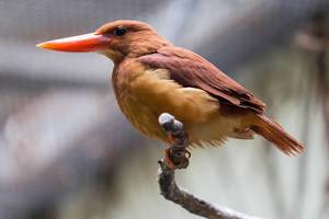 Ruddy Kingfisher (bangsi)