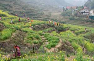 Sapa ricefield with womens in traditional clothes  (Flip 2019)