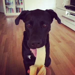 Say no to racism. #weareallmonkeys #dog #labrador  #banana