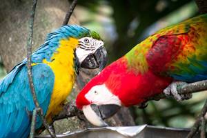 Scarlet and blue and gold macaws eating