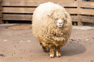 Schaf mit viel Wolle (Pulloverschwein)