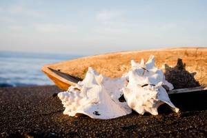 Schallen zweier Meeresschnecken und ein Gefäß aus Holz auf dem Sand
