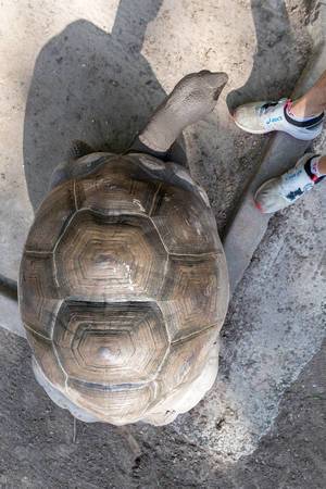 Schildkrötenpanzer einer Landschildkröte mit ausgestrecktem Hals aus der Vogelperspektive