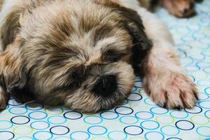 Schlafender Shih Tzu Hund auf seiner Hundedecke