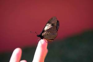 Schmetterling steht auf dem Finger eines Menschen