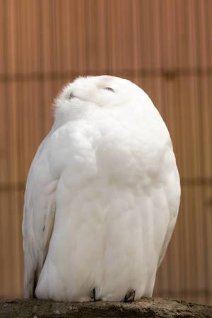 Schneeeule / Snowy Owl
