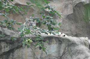 Schneeleopard beim Entspannen im Kölner Zoo