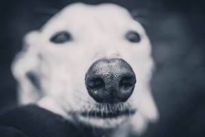 Schwarze trockene Hundenase eines Windhundes mit großen Nasenlöchern in Makroaufnahme