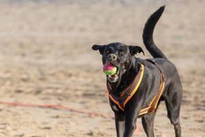 Schwarzer Hund am Strand mit Tennisball im Maul und Sand auf der Nase