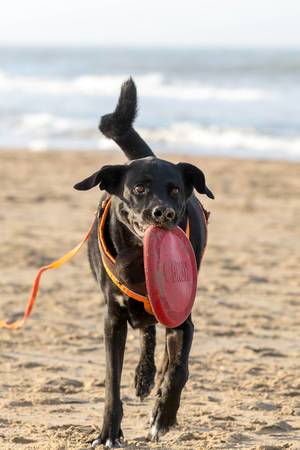 Schwarzer Hund apportiert Frisbee aus Gummi an Sandstrand, im Hintergrund Meer