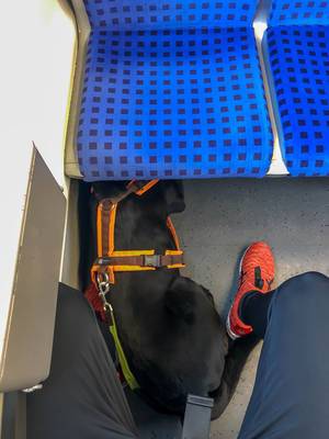 Schwarzer Hund liegt im Zug zwischen den Beinen des Besitzers unter blauem Sitz