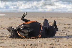 Schwarzer Hund wälzt sich genüsslich im Sand vor dem Meer